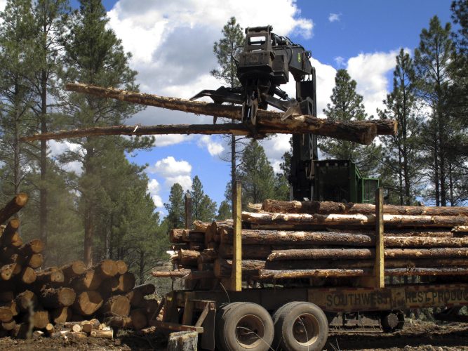Plan paves way for more Arizona forest restoration projects